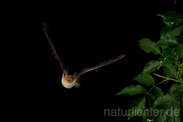 R9185 Kleines Mausohr im Flug, Lesser Mouse-eared Bat flying - Christoph Robiller