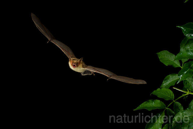 R9189 Kleines Mausohr im Flug, Lesser Mouse-eared Bat flying - Christoph Robiller