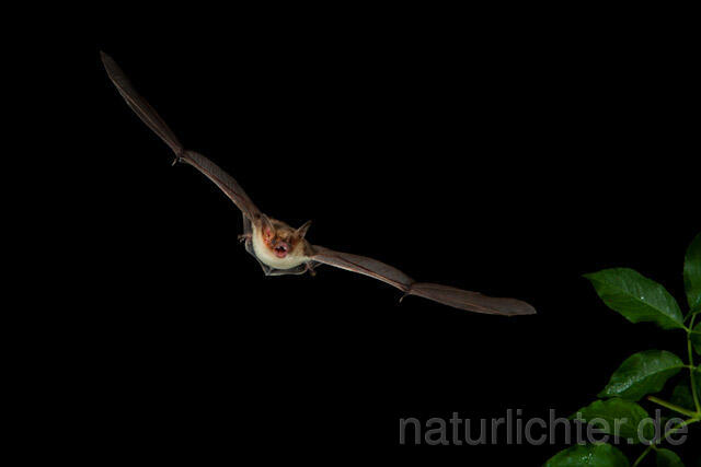 R9190 Kleines Mausohr im Flug, Lesser Mouse-eared Bat flying - Christoph Robiller