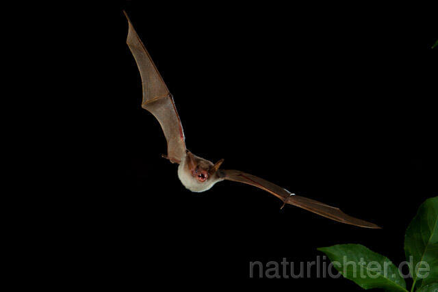 R9199 Kleines Mausohr im Flug, Lesser Mouse-eared Bat flying - Christoph Robiller