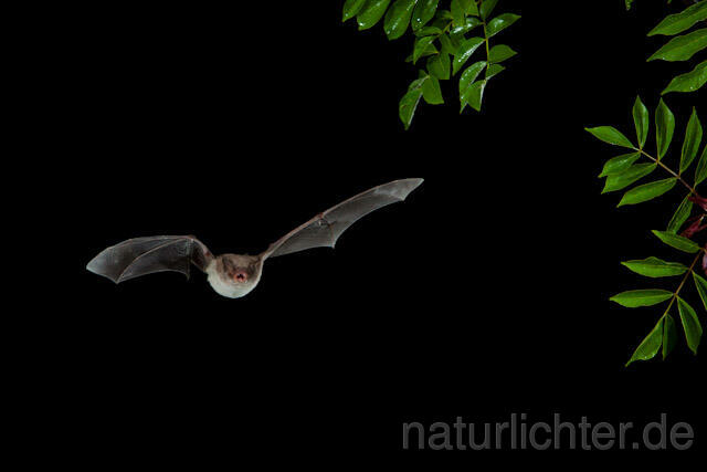 R9206 Langfußfledermaus im Flug, Long-fingered Bat Bat flying - Christoph Robiller