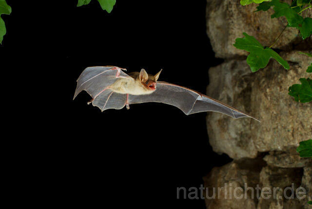 R9248 Kleines Mausohr im Flug, Lesser Mouse-eared Bat flying - Christoph Robiller