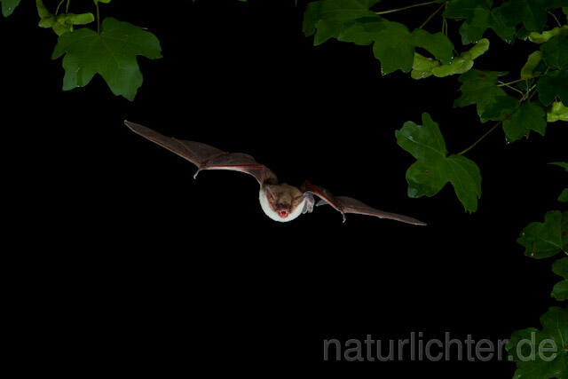 R9258 Kleines Mausohr im Flug, Lesser Mouse-eared Bat flying - Christoph Robiller
