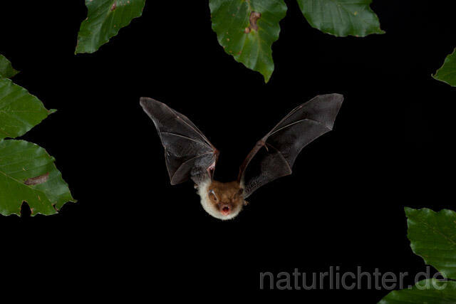 R9347 Fransenfledermaus im Flug, Natterer's Bat  flying - Christoph Robiller
