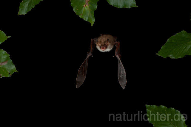 R9356 Fransenfledermaus im Flug, Natterer's Bat  flying - Christoph Robiller