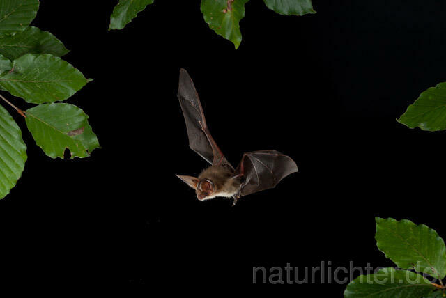 R9358 Braunes Langohr im Flug, Brown Long-eared Bat flying - Christoph Robiller