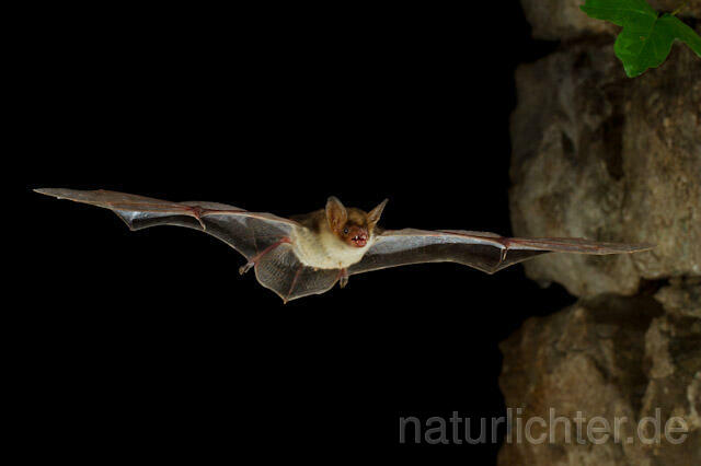 R9797 Kleines Mausohr im Flug, Lesser Mouse-eared Bat flying - Christoph Robiller