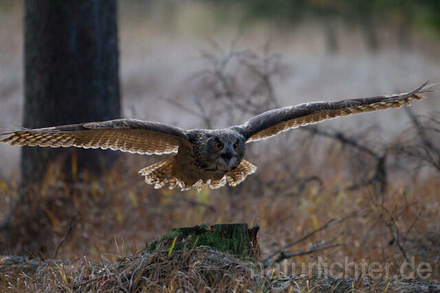 R10764 Uhu im Flug, Eagle Owl flying - Christoph Robiller