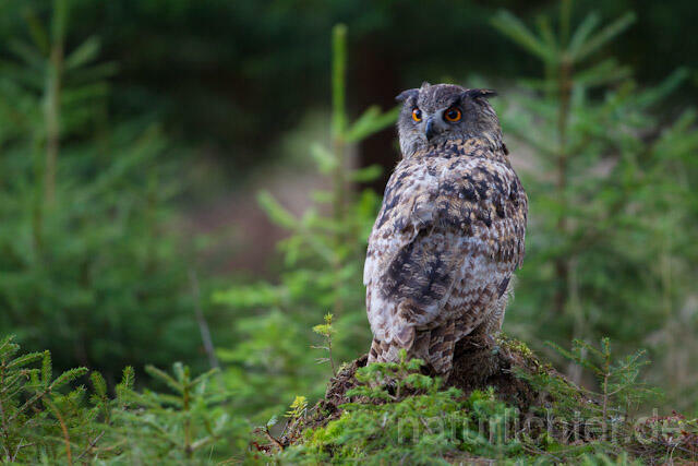 R10769 Uhu, Eagle Owl - Christoph Robiller