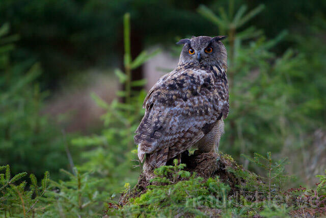 R10774 Uhu, Eagle Owl - Christoph Robiller