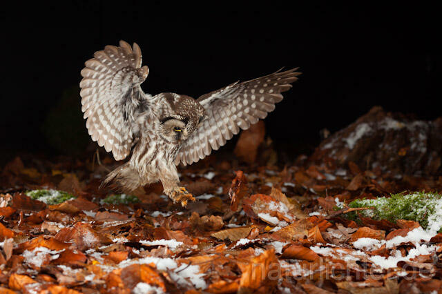 R10903 Raufußkauz beim Beutestoß, Tengmalm's Owl hunting - Christoph Robiller