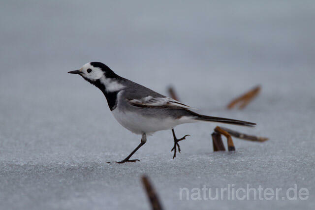 R11019 Bachstelze, White Wagtail - Christoph Robiller