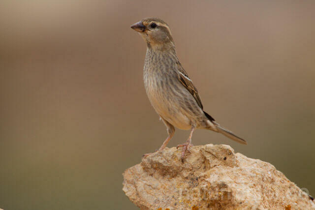R11369 Weidensperling,Spanish Sparrow - Christoph Robiller