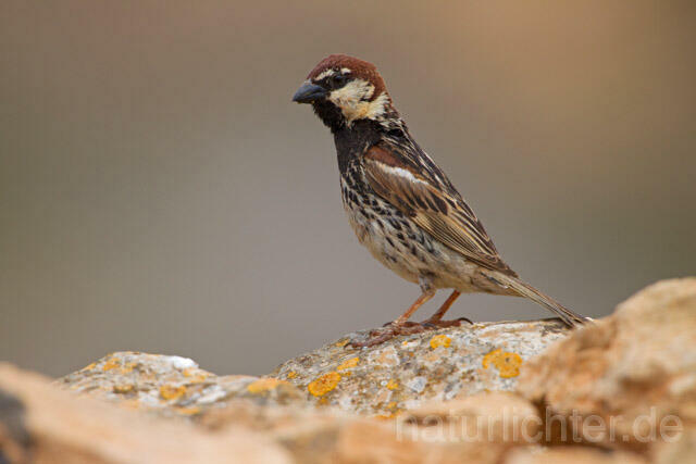 R11370 Weidensperling,Spanish Sparrow - Christoph Robiller