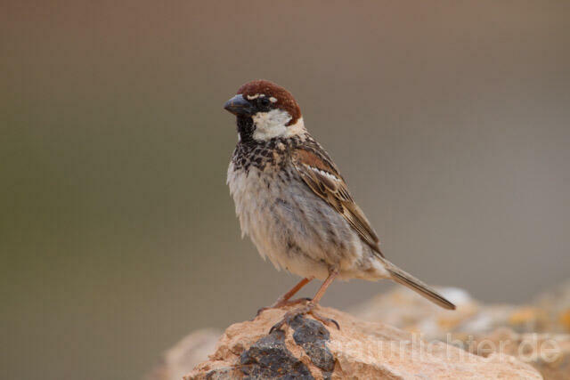 R11371 Weidensperling,Spanish Sparrow - Christoph Robiller