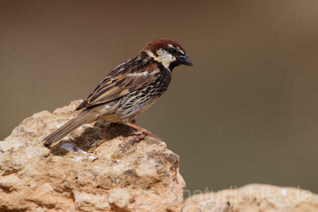 R11375 Weidensperling,Spanish Sparrow - Christoph Robiller