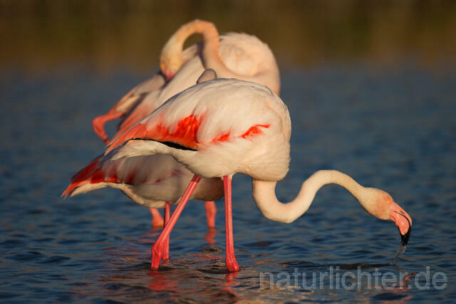 R11625 Rosaflamingo,  Greater Flamingo - Christoph Robiller