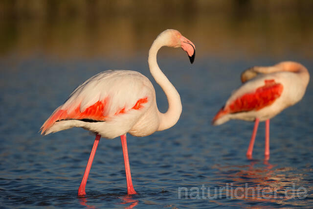 R11626 Rosaflamingo,  Greater Flamingo - Christoph Robiller