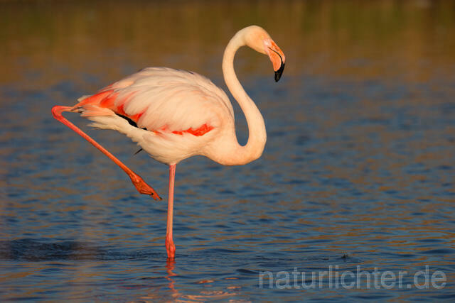 R11635 Rosaflamingo,  Greater Flamingo - Christoph Robiller