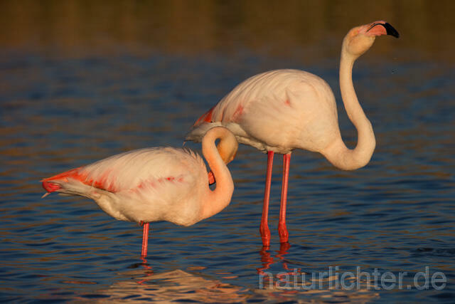 R11636 Rosaflamingo,  Greater Flamingo - Christoph Robiller