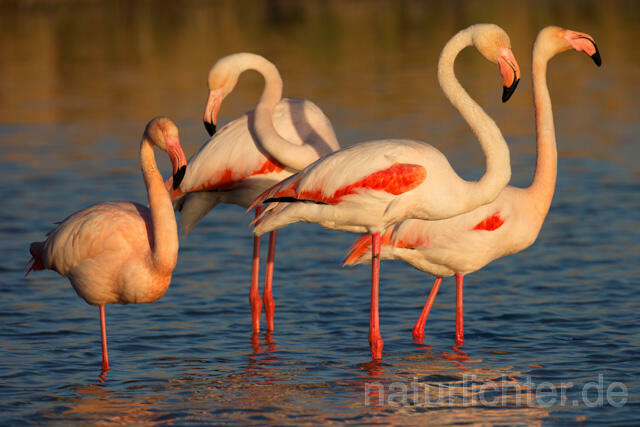R11638 Rosaflamingo,  Greater Flamingo - Christoph Robiller