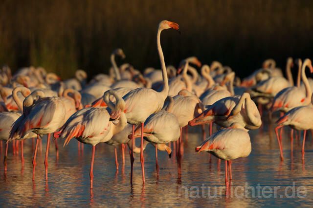 R11640 Rosaflamingo,  Greater Flamingo - Christoph Robiller