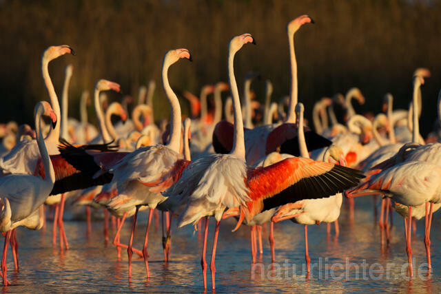 R11643 Rosaflamingo,  Greater Flamingo - Christoph Robiller