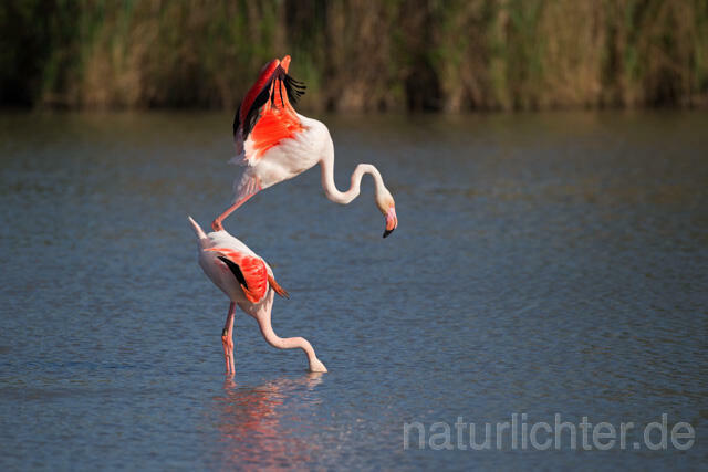 R11651 Rosaflamingo Kopulation, Greater Flamingo mating - Christoph Robiller