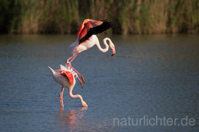 R11652 Rosaflamingo Kopulation, Greater Flamingo mating - Christoph Robiller