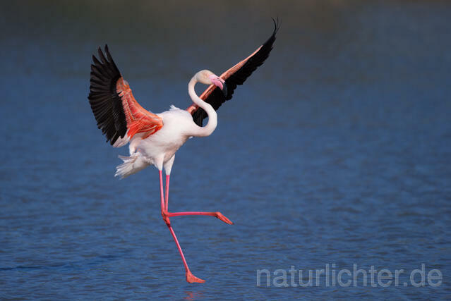 R11654 Rosaflamingo Anflug,  Greater Flamingo flying - Christoph Robiller