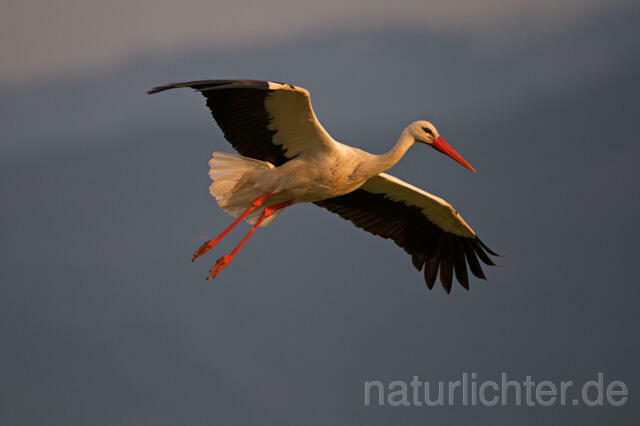 R11783 Weißstorch im Flug, White Stork flying - Christoph Robiller