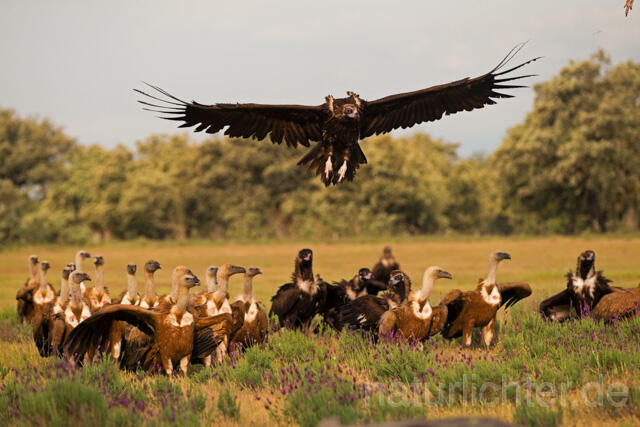 R11838 Gänsegeier, Griffon Vulture,  Mönchsgeier, Black Vulture - Christoph Robiller