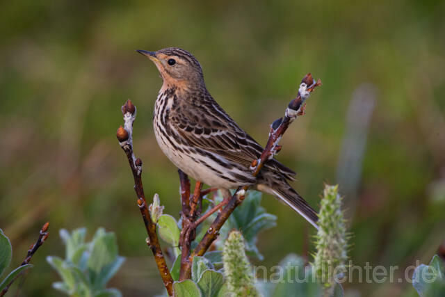 R12108 Rotkehlpieper, Red-throated Pipit - Christoph Robiller