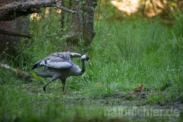R12418 Kranich, Altvogel und Jungvogel am Nest, Common Crane nestling - Christoph Robiller