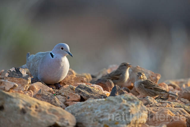 R12659 Türkentaube und Weidensperling, Fuerteventura, Eurasian collared dove and Spanish sparrow - Christoph Robiller