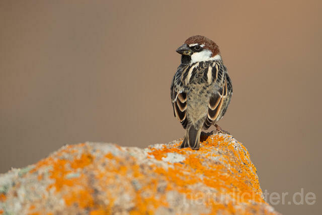 R12673 Weidensperling, Spanish Sparrow - Christoph Robiller