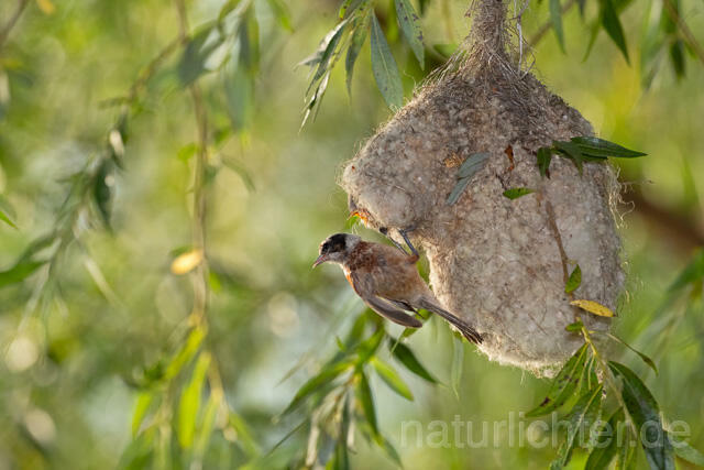 R12714 Beutelmeise am Nest, European Penduline Tit at nest - Christoph Robiller