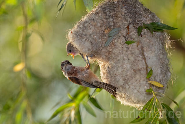 R12722 Beutelmeise am Nest, European Penduline Tit at nest - Christoph Robiller