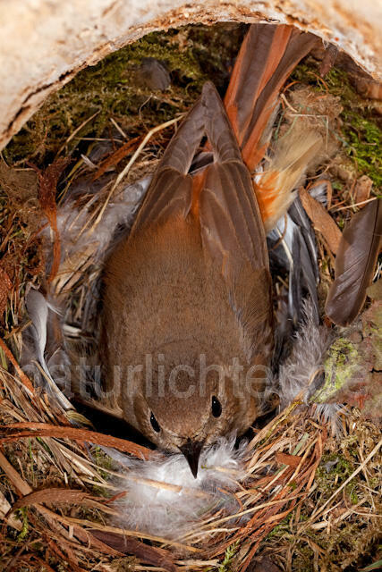 R6558 Gartenrotschwanz, Brut, Common Redstart breeding - Christoph Robiller