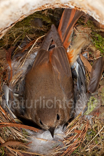 R6559 Gartenrotschwanz, Brut,, Common Redstart breeding - Christoph Robiller