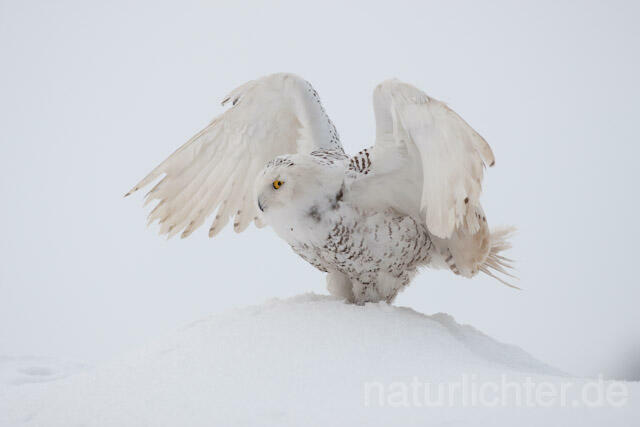 R7541 Schnee-Eule, Snowy Owl - Christoph Robiller