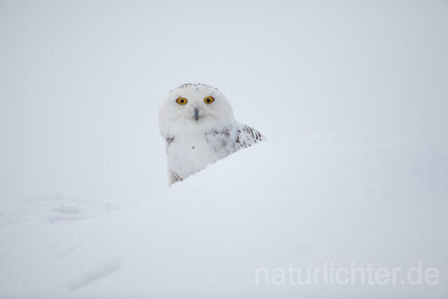 R7552 Schnee-Eule, Snowy Owl - Christoph Robiller