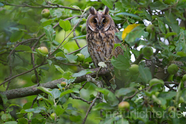 R7755 Waldohreule, Long-eared Owl - Christoph Robiller
