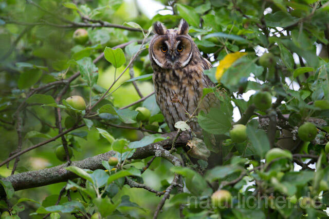 R7757 Waldohreule, Long-eared Owl - Christoph Robiller