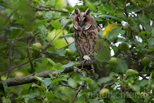 R7758 Waldohreule, Long-eared Owl - Christoph Robiller