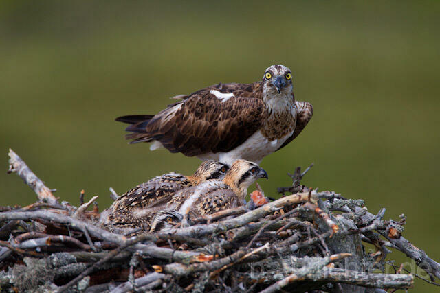 R7860 Fischadler am Horst, Osprey at nest - Christoph Robiller