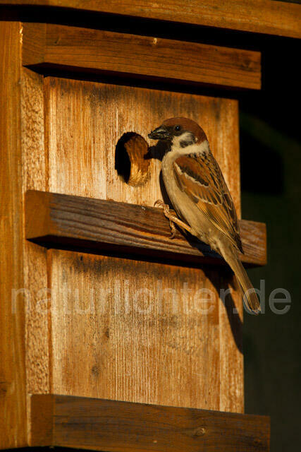 R8545 Feldsperling am Nistkasten, Tree Sparrow at Nestbox - Christoph Robiller