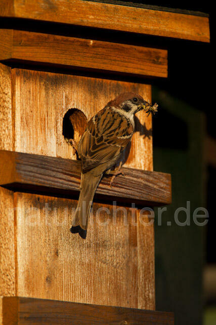 R8546 Feldsperling am Nistkasten, Tree Sparrow at Nestbox - Christoph Robiller