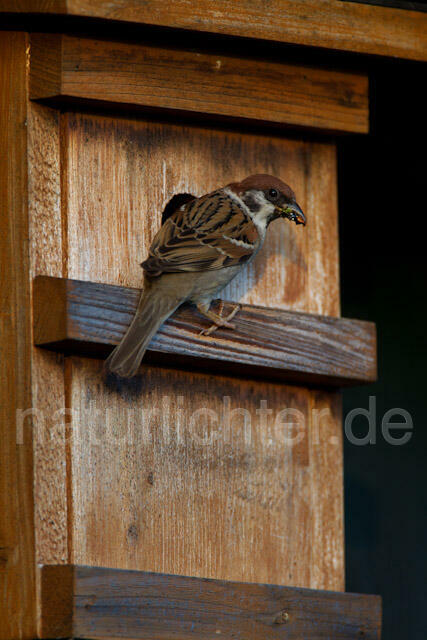 R8548 Feldsperling am Nistkasten, Tree Sparrow at Nestbox - Christoph Robiller