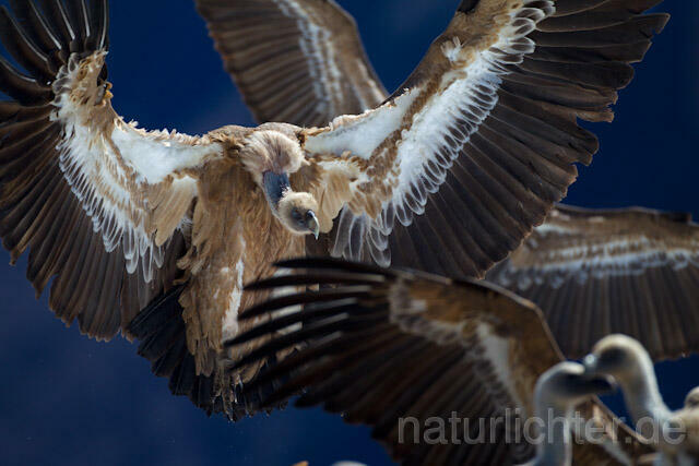 R8569 Gänsegeier im Flug, Griffon Vulture flying - Christoph Robiller